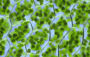 vue grossie de la chlorophylle