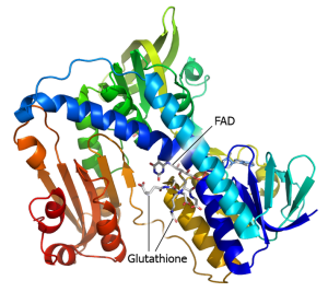 Structure du Gluthation