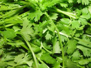 feuilles de coriandre