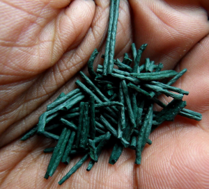 spiruline dans une main