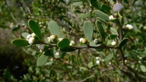 huile essentielle de tea tree