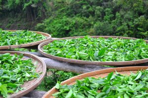 sun-tea-tea-tea-station-
