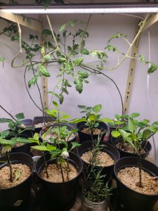 Exemples leds horticoles 3