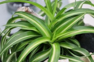 chlorophytum