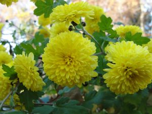Chrysanthème