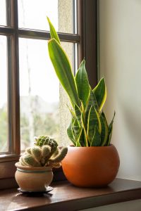 plante près d´une fenêtre