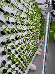 Exemples leds horticoles 2