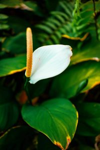 Spathiphyllum