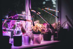 Exemples leds horticoles 1