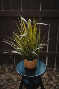 Dracaena