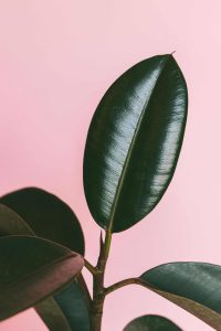 Ficus elastica