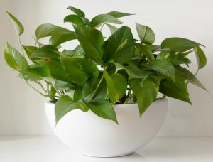 Pothos